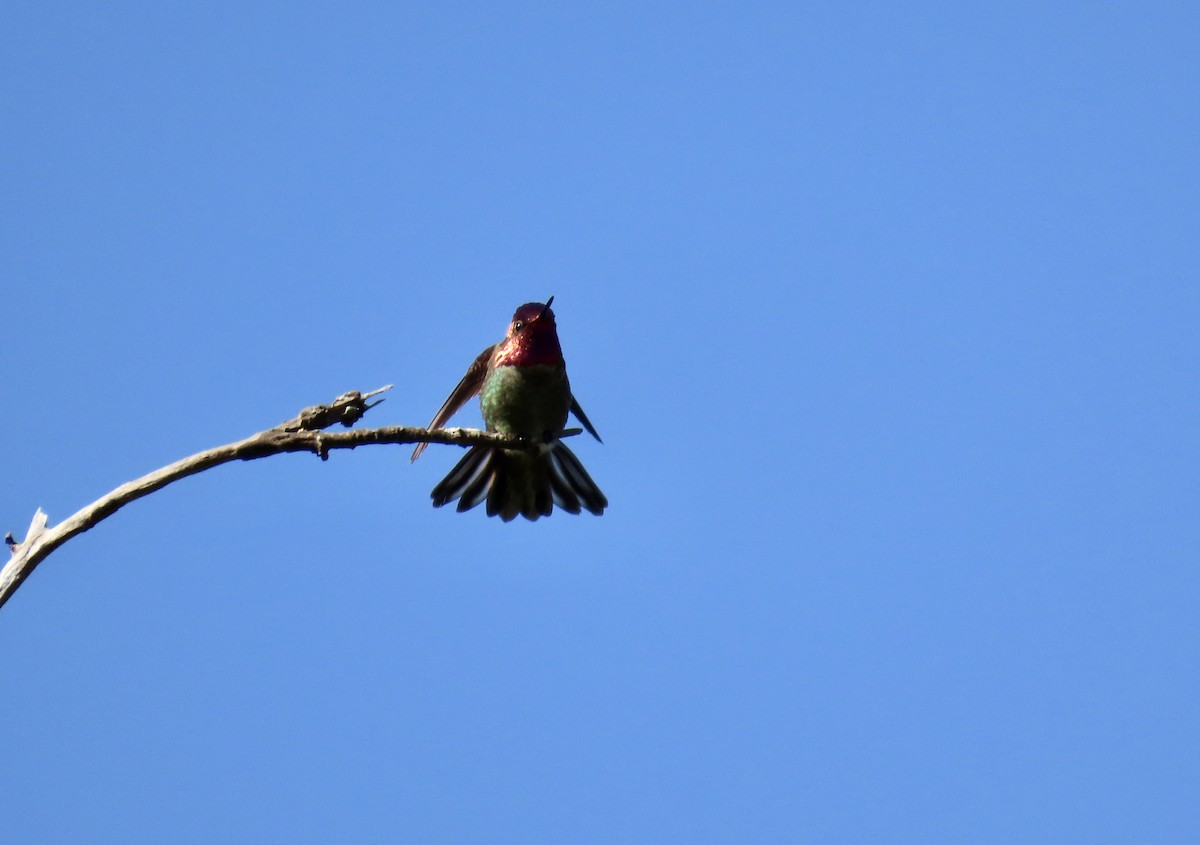 Anna's Hummingbird - ML617022141