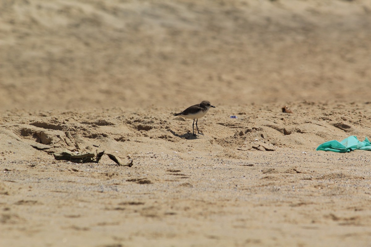 Siberian/Tibetan Sand-Plover - ML617022152