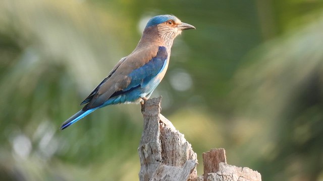 Indian Roller - ML617022195