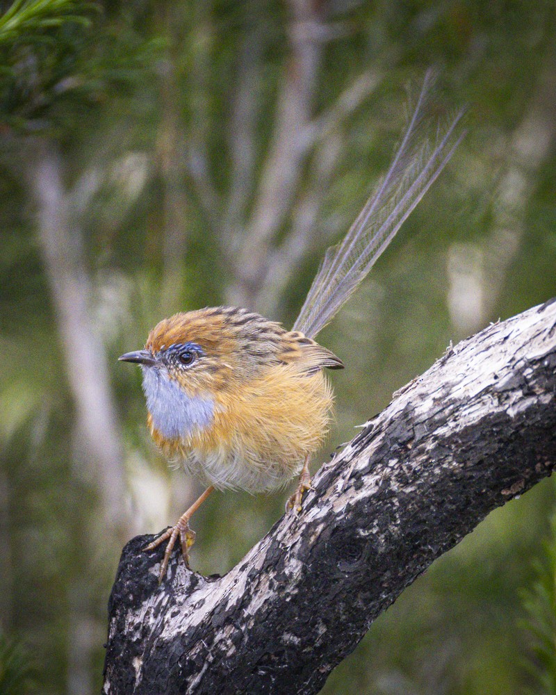 Southern Emuwren - Ron` Waters