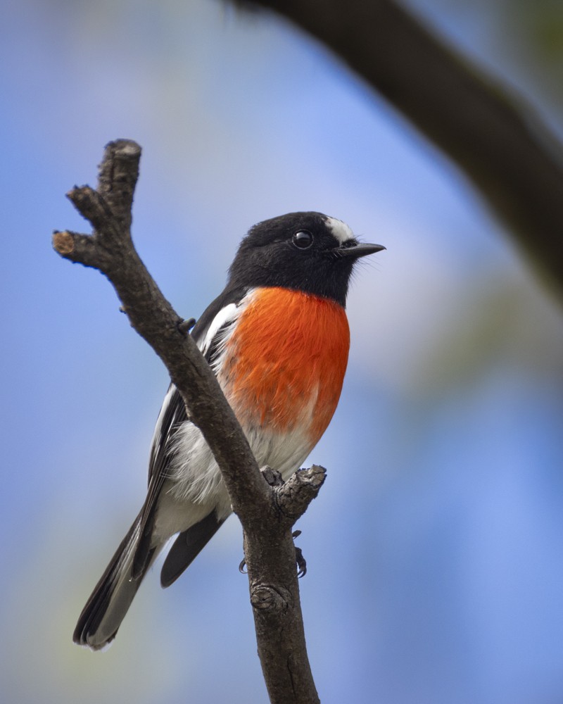 Scarlet Robin - Ron` Waters