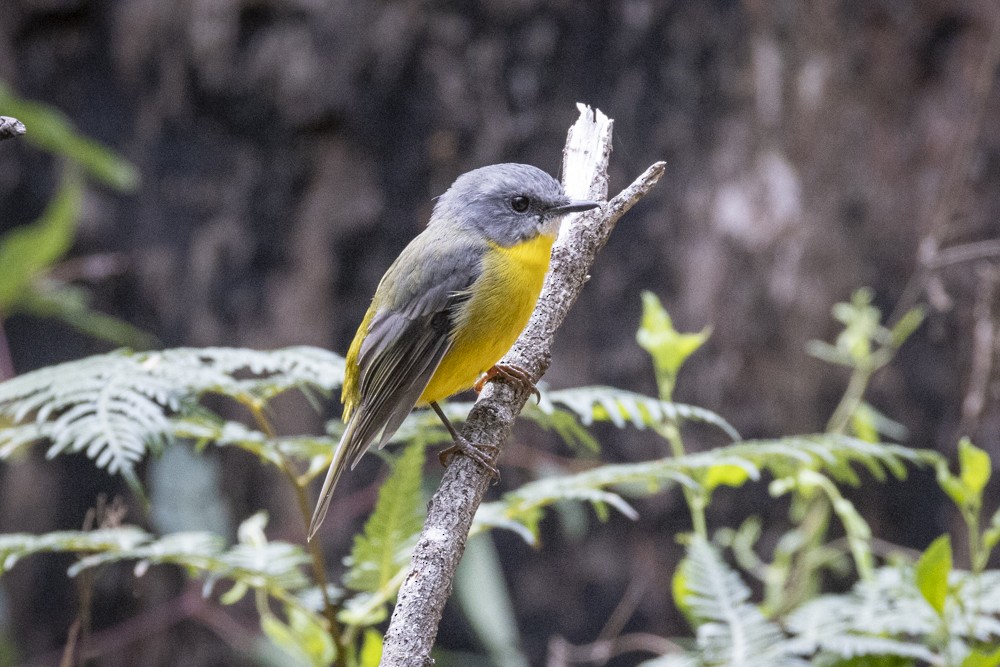 Eastern Yellow Robin - Ron` Waters