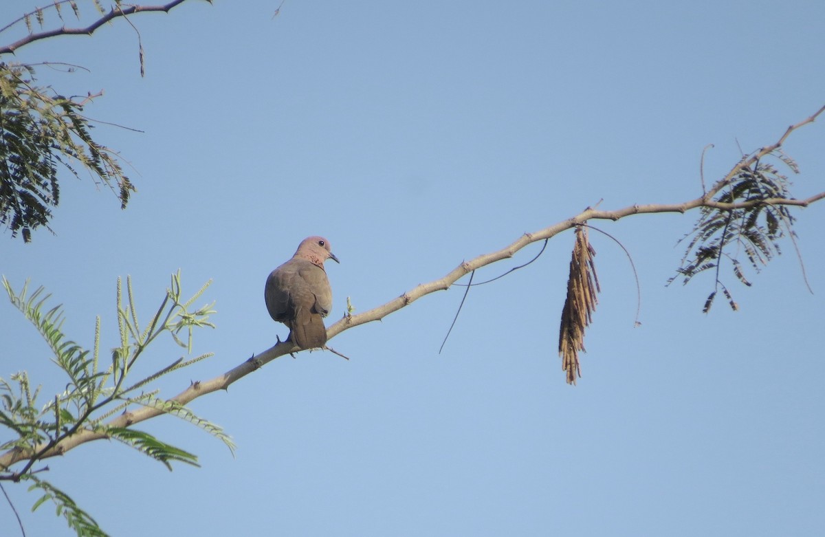 Tórtola Senegalesa - ML617022237