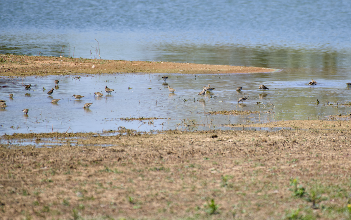 Pectoral Sandpiper - ML617022308