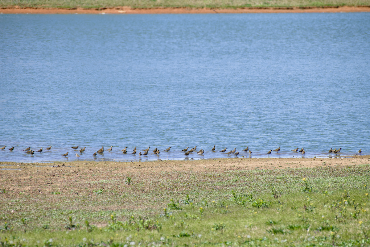 Pectoral Sandpiper - ML617022309