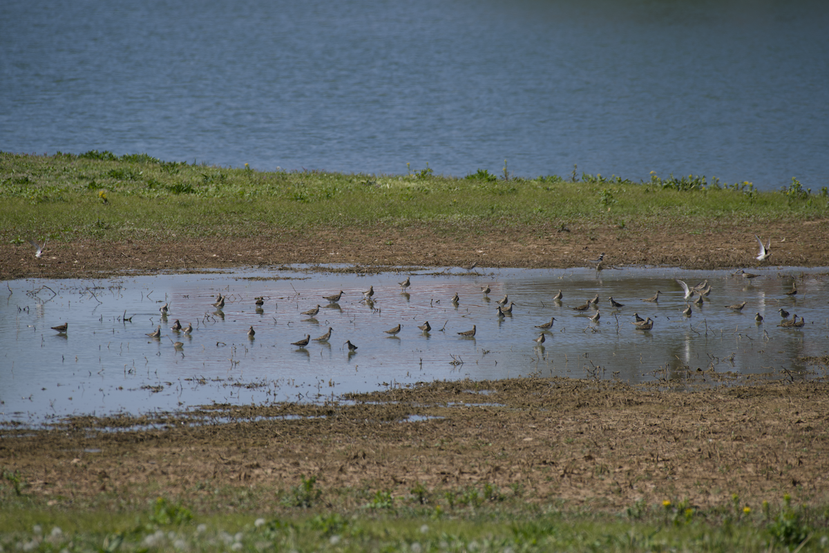 Pectoral Sandpiper - ML617022310