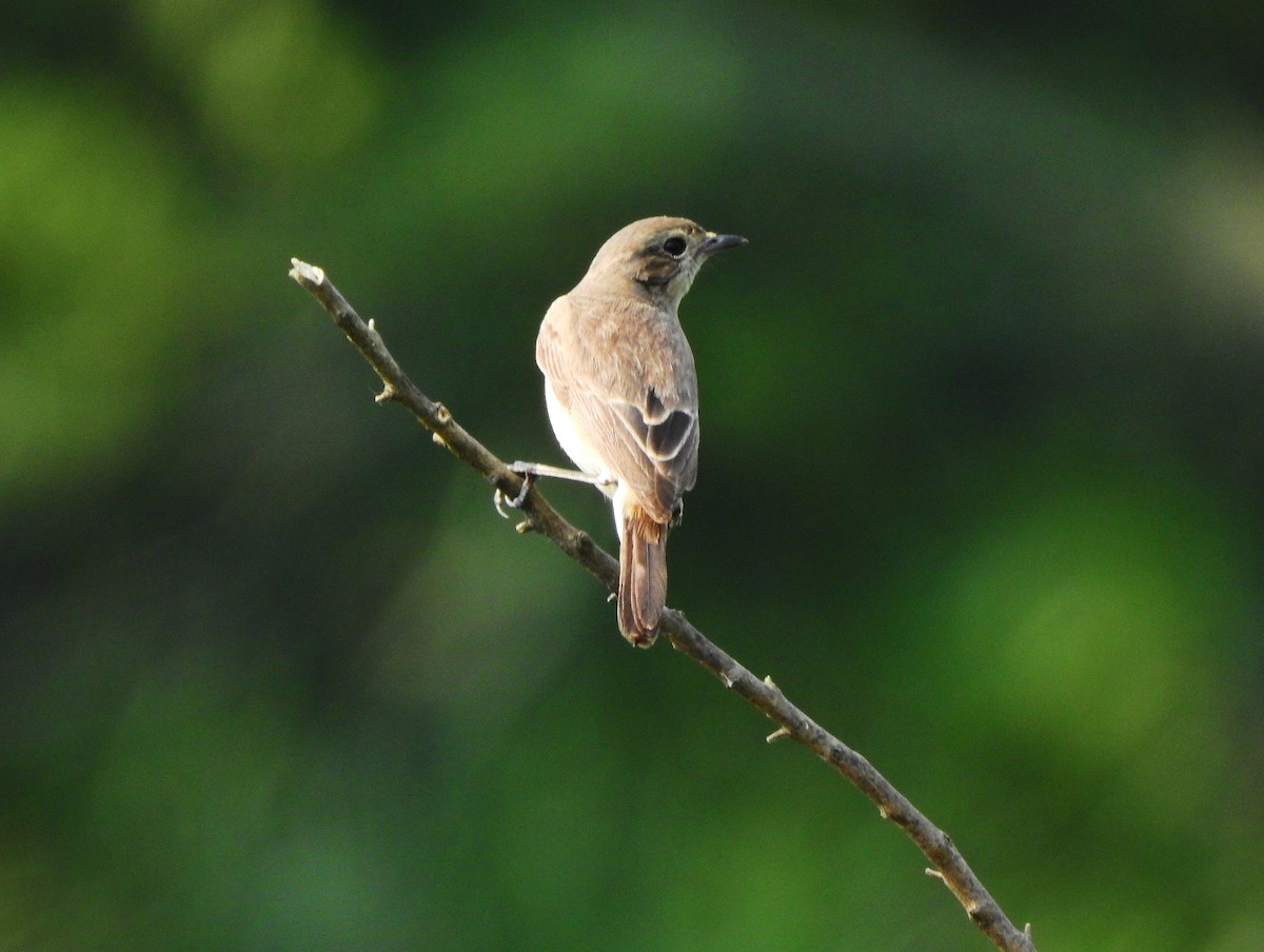 Pied Bushchat - ML617022331