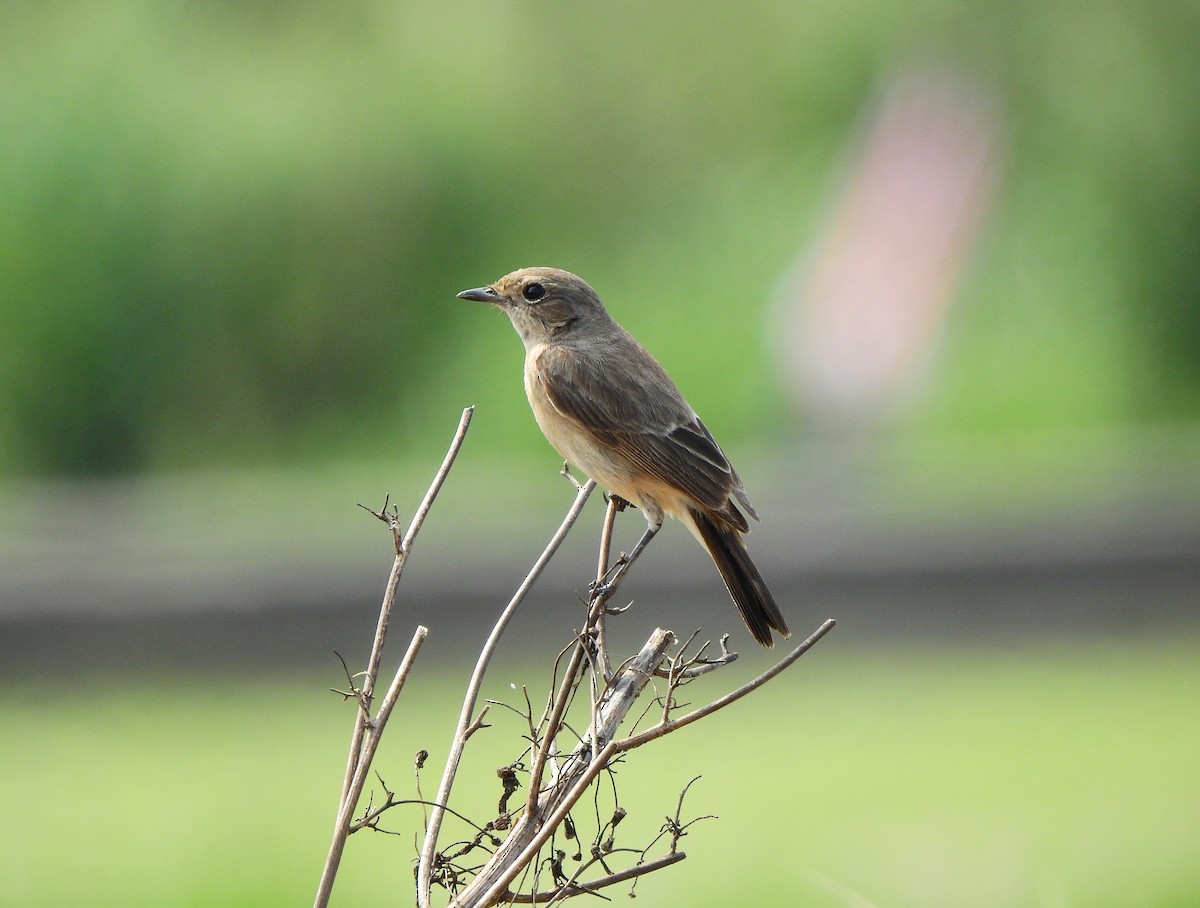 Pied Bushchat - ML617022334