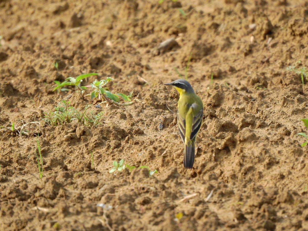 Eastern Yellow Wagtail (Eastern) - Maggie Chen