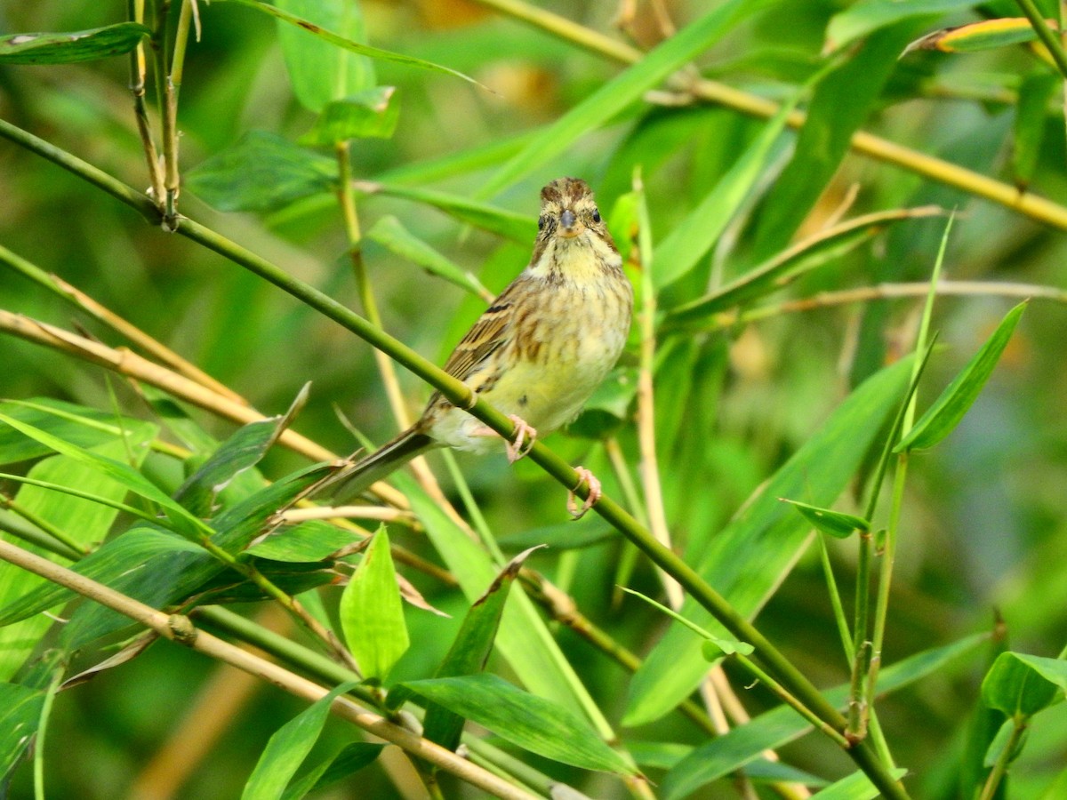 Black-faced Bunting - ML617022423