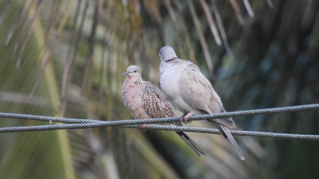 Eurasian Collared-Dove - ML617022431