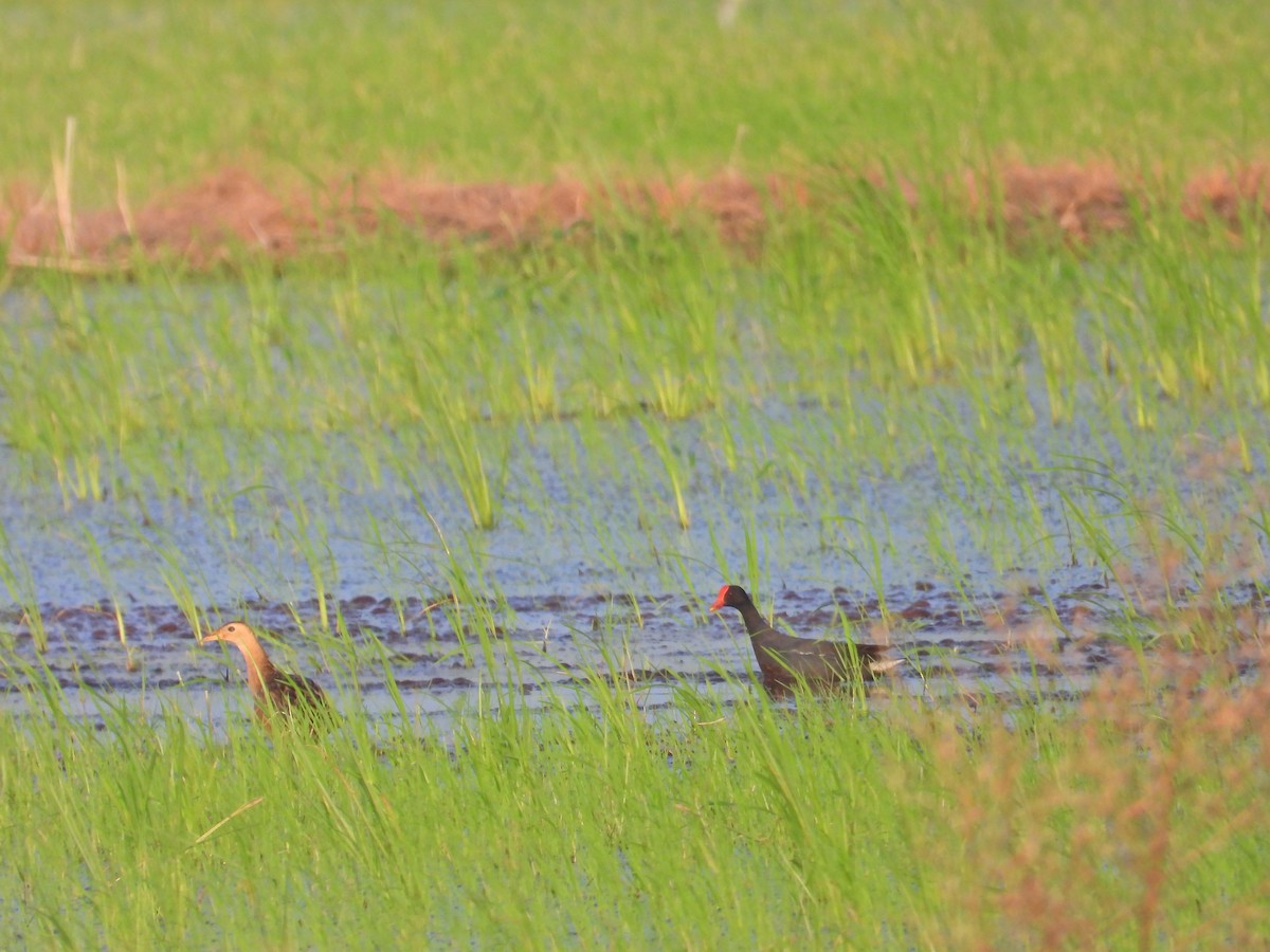 Eurasian Moorhen - ML617022448