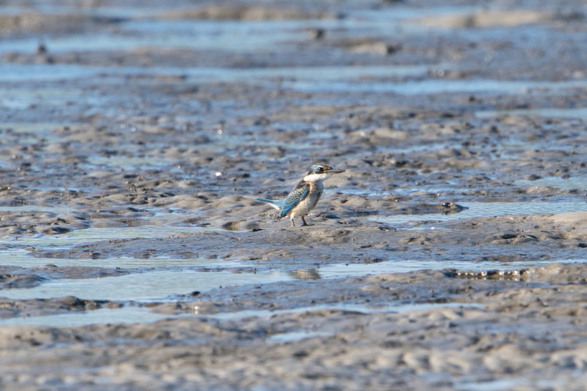 Sacred Kingfisher (Australasian) - Helen Leonard