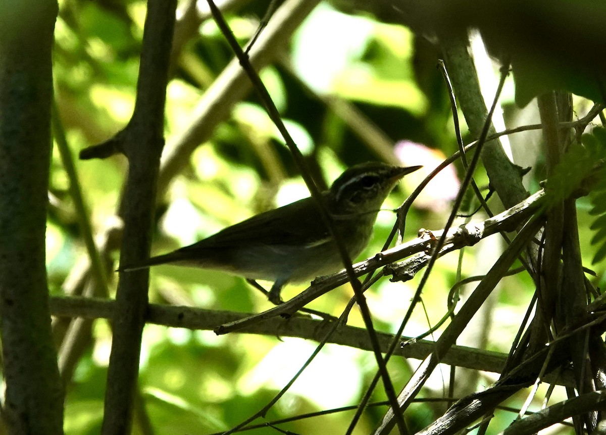 Arctic/Kamchatka Leaf Warbler - Daniel Néron