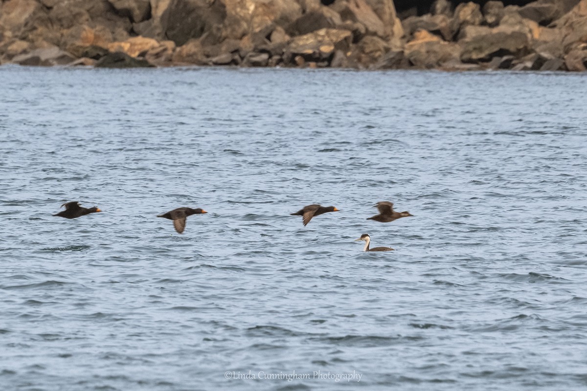 Western Grebe - ML617022481