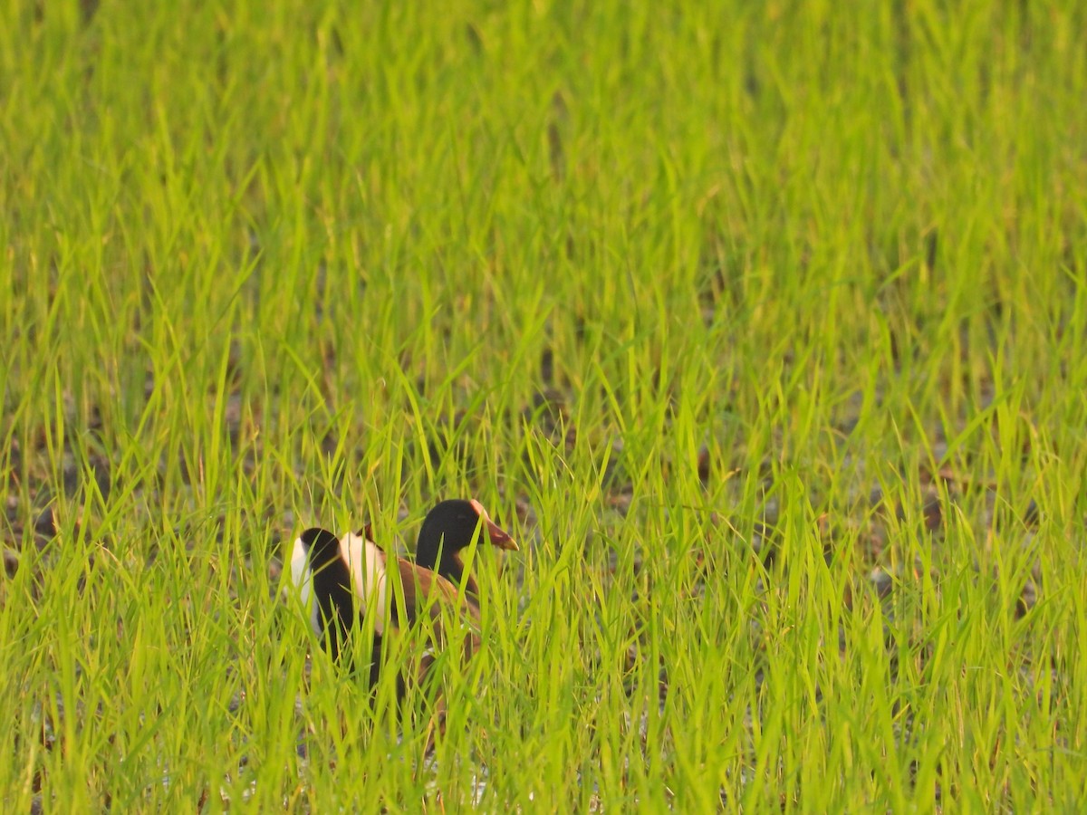 Eurasian Moorhen - ML617022482