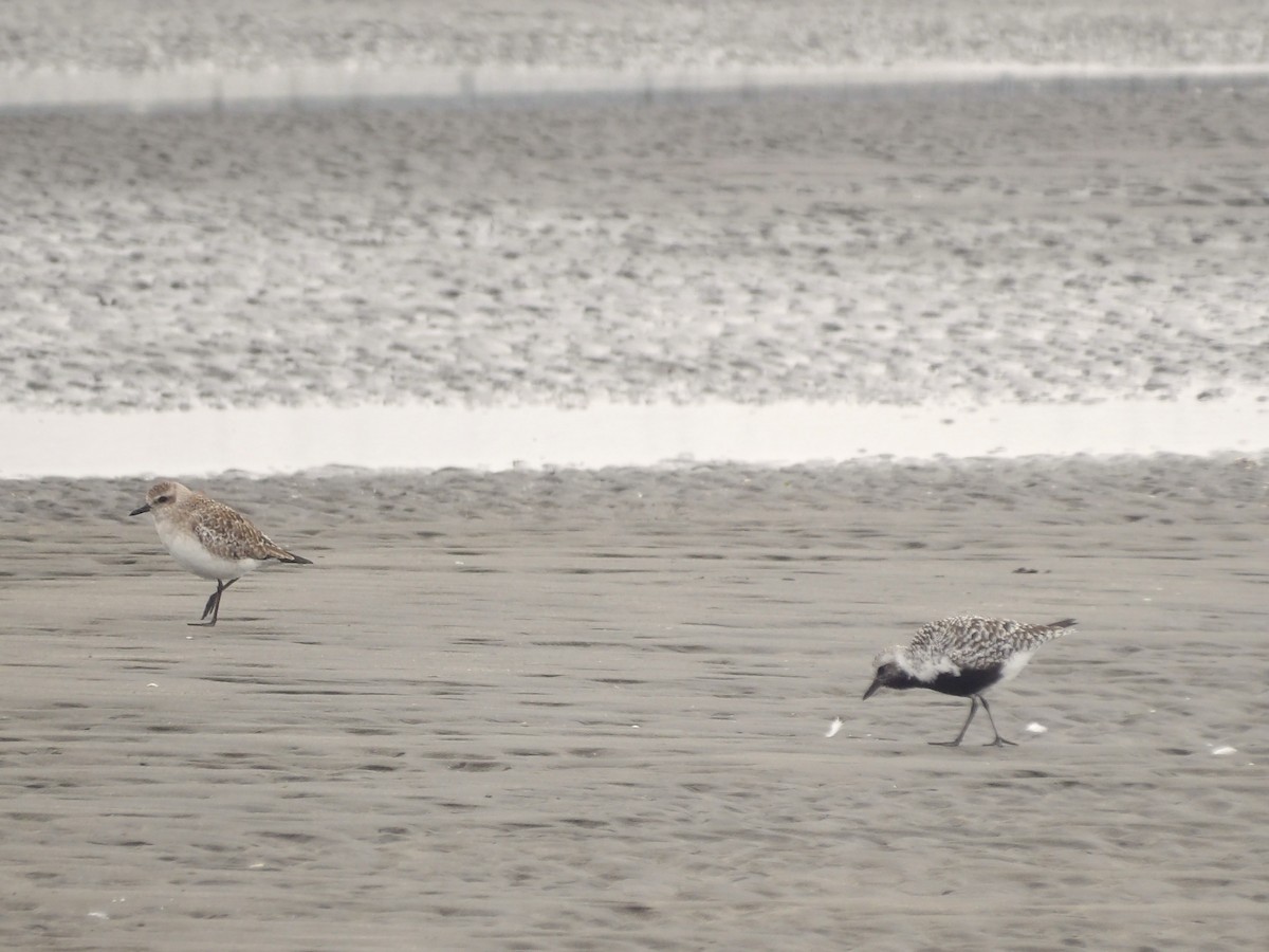 Black-bellied Plover - ML617022485