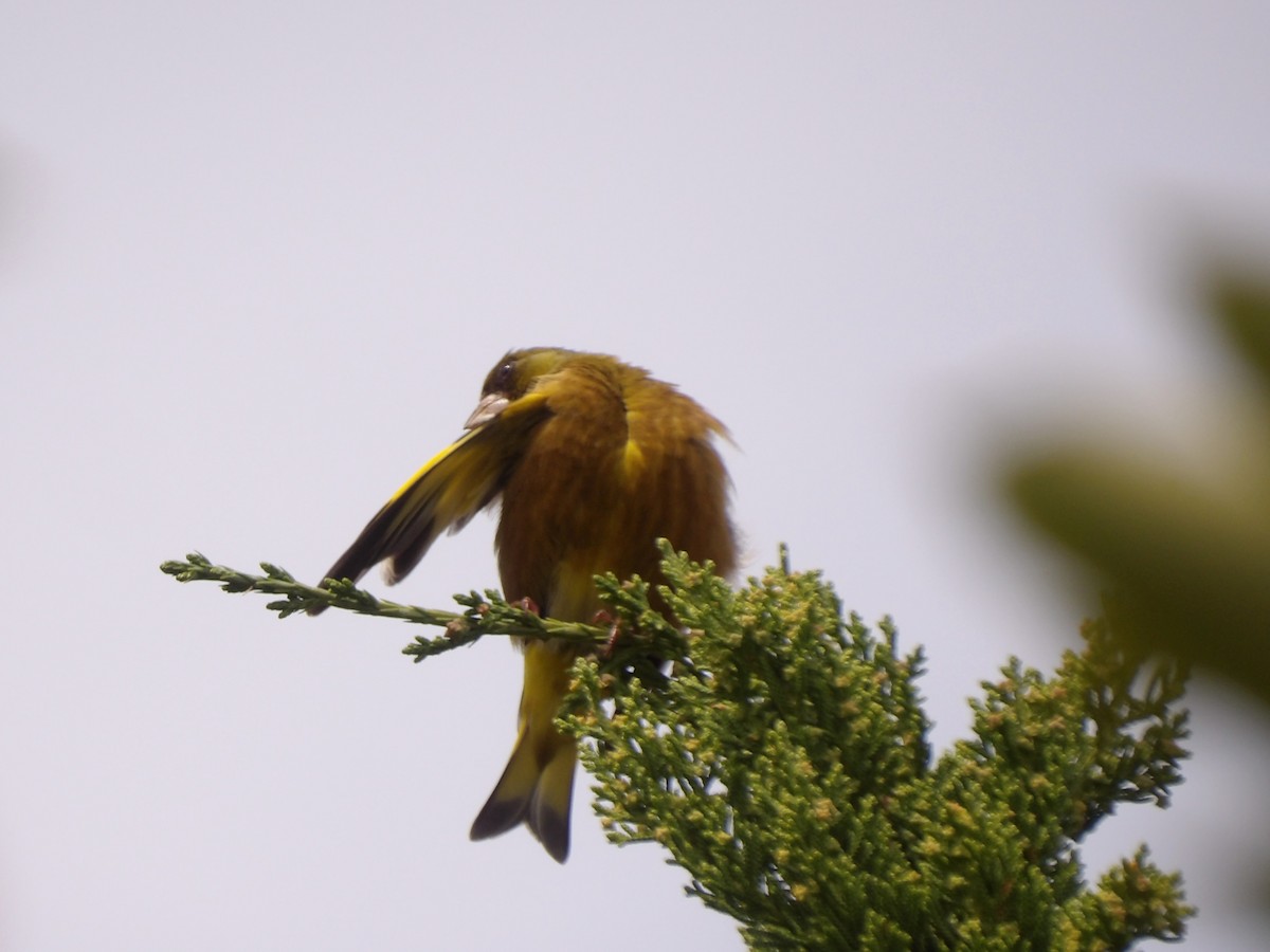 Oriental Greenfinch - ML617022490