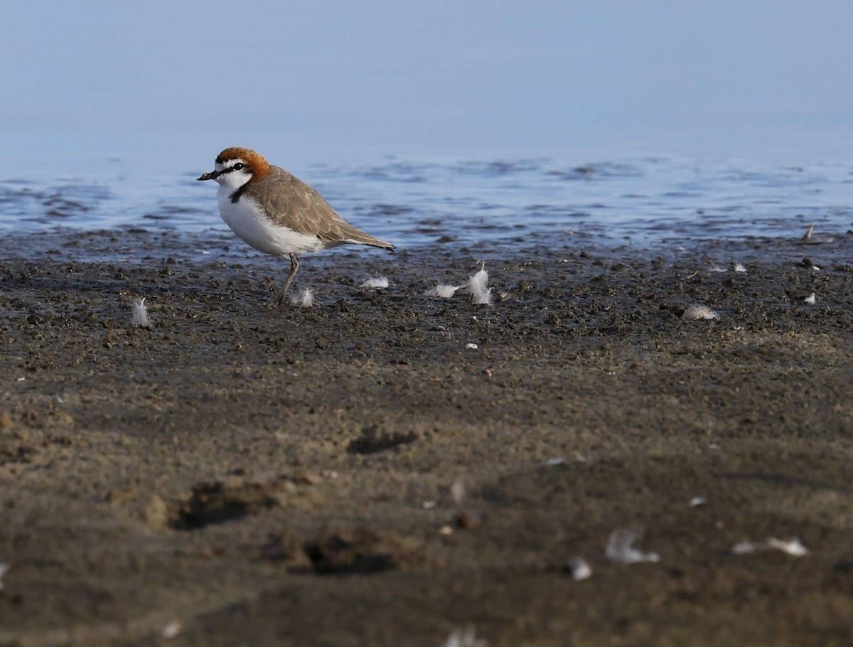 Red-capped Plover - ML617022552