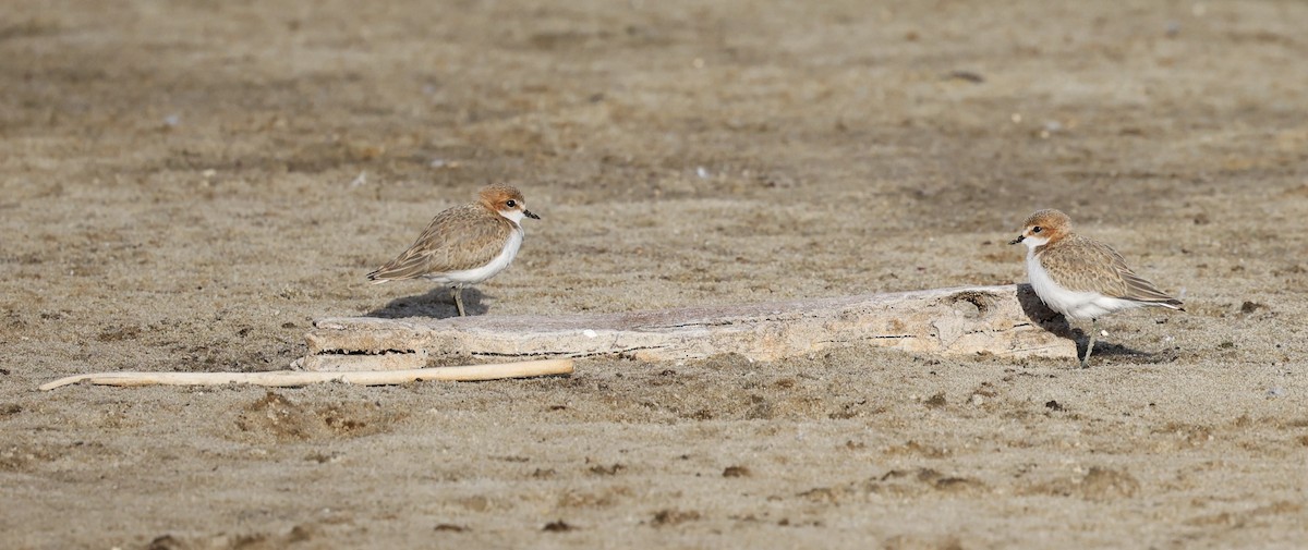Red-capped Plover - ML617022553