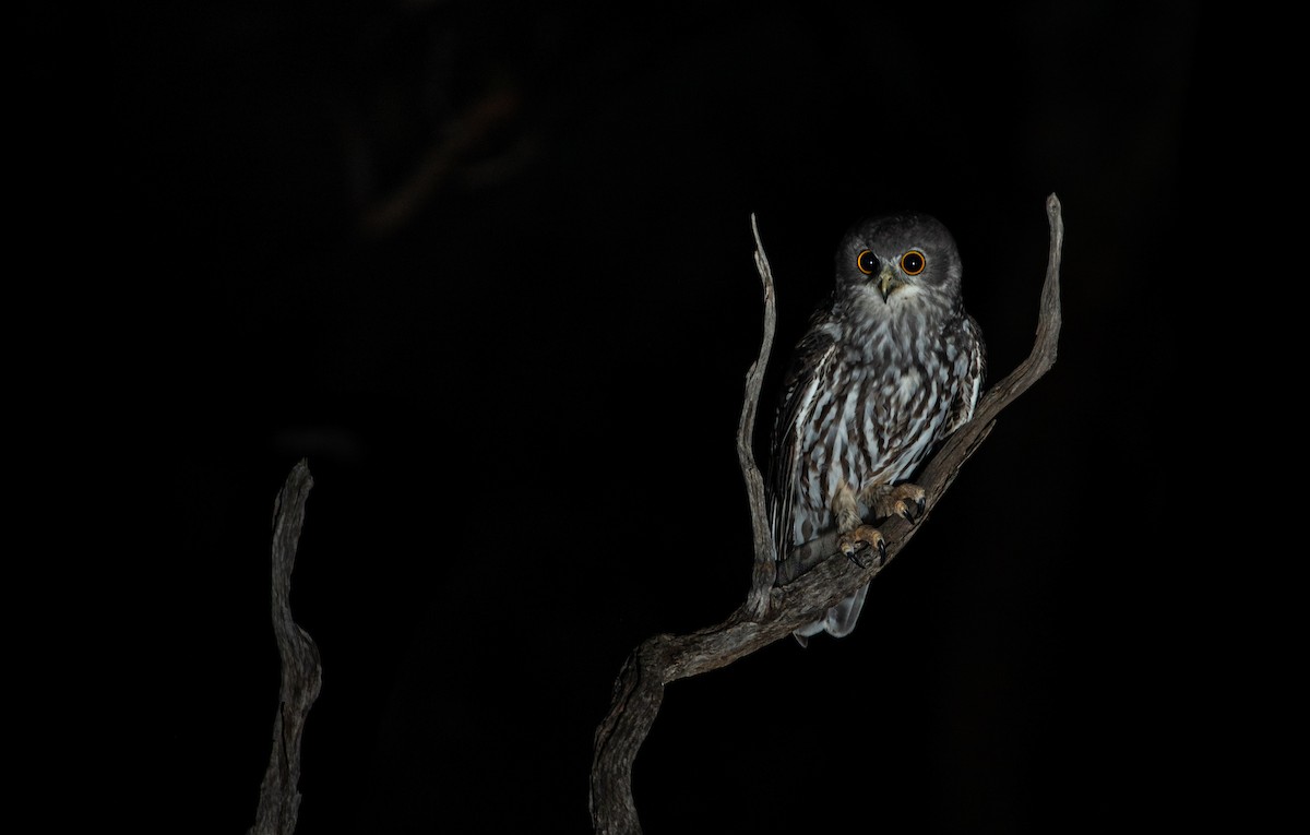 Barking Owl - Caleb robins