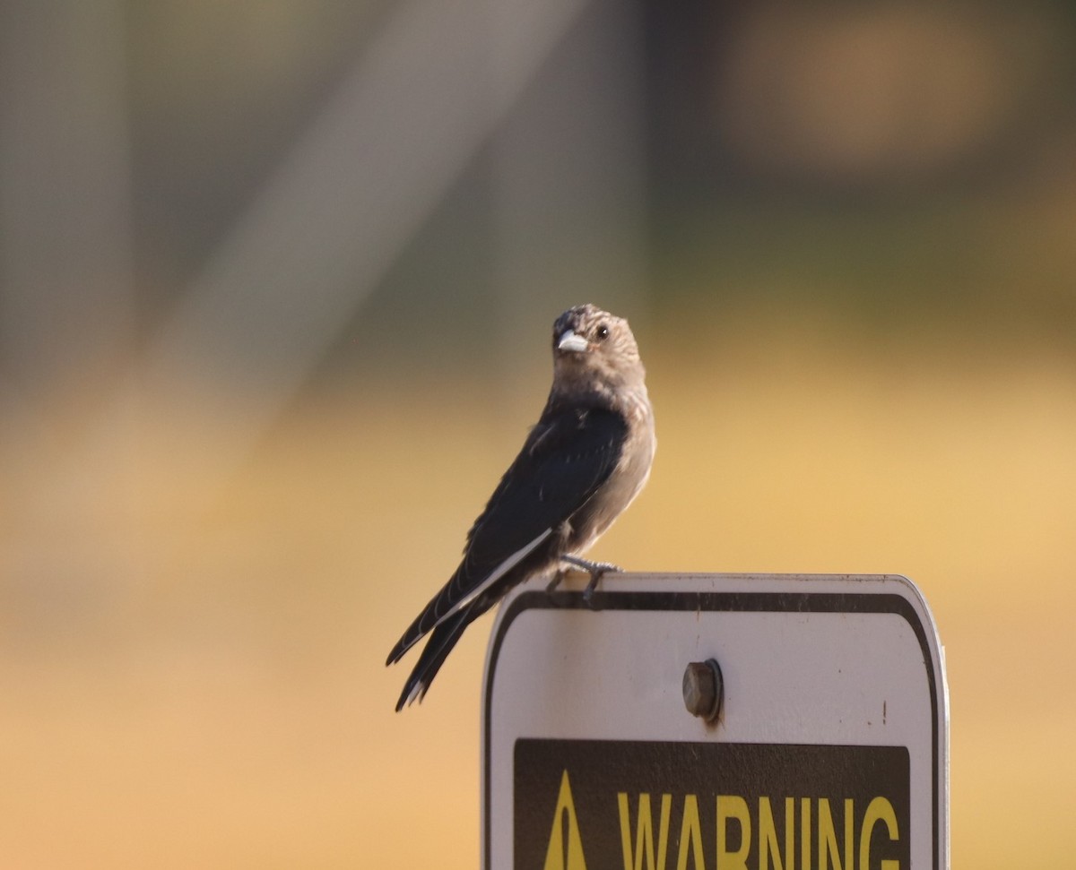 Dusky Woodswallow - ML617022608