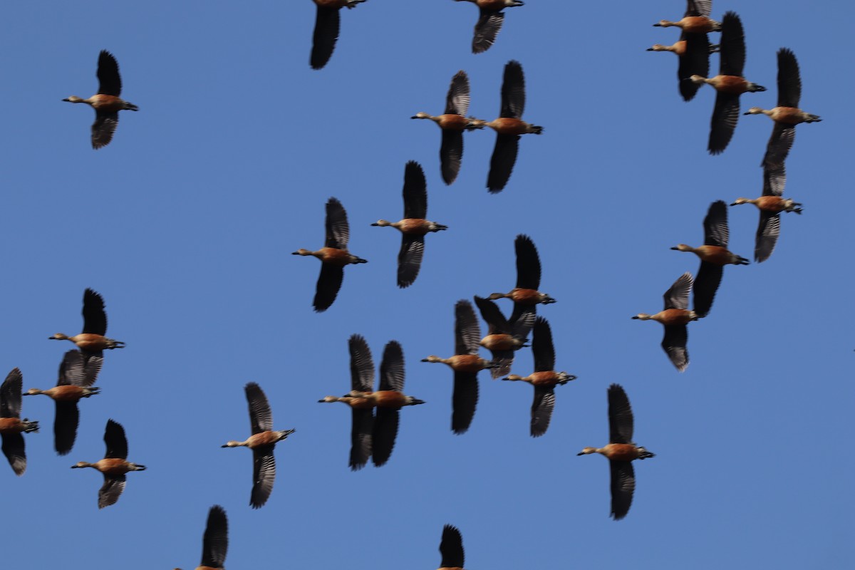 Lesser Whistling-Duck - ML617022654