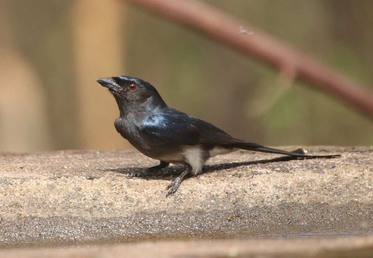 White-bellied Drongo - Vignesh Bhat