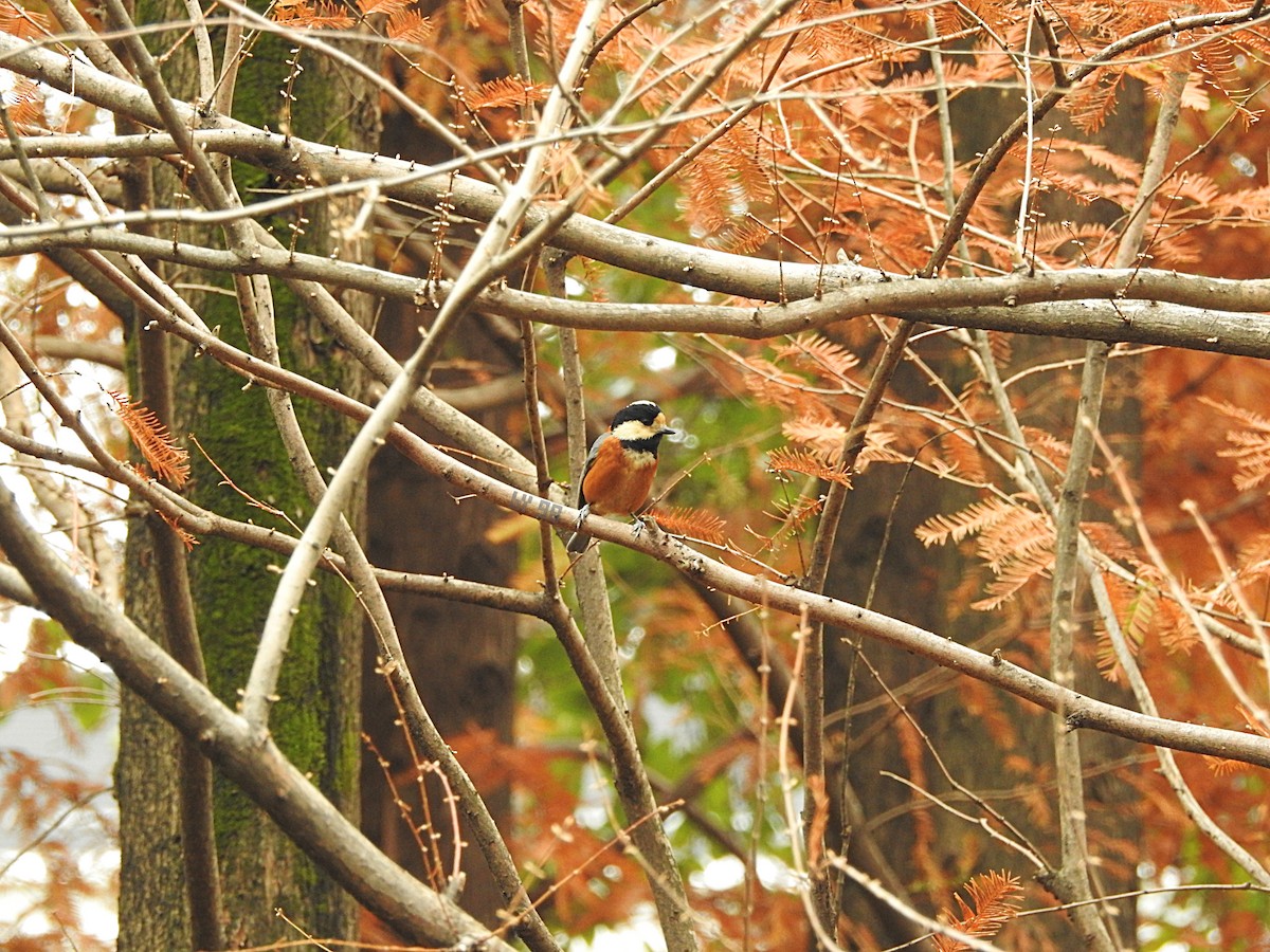 Varied Tit - JiuRi Han