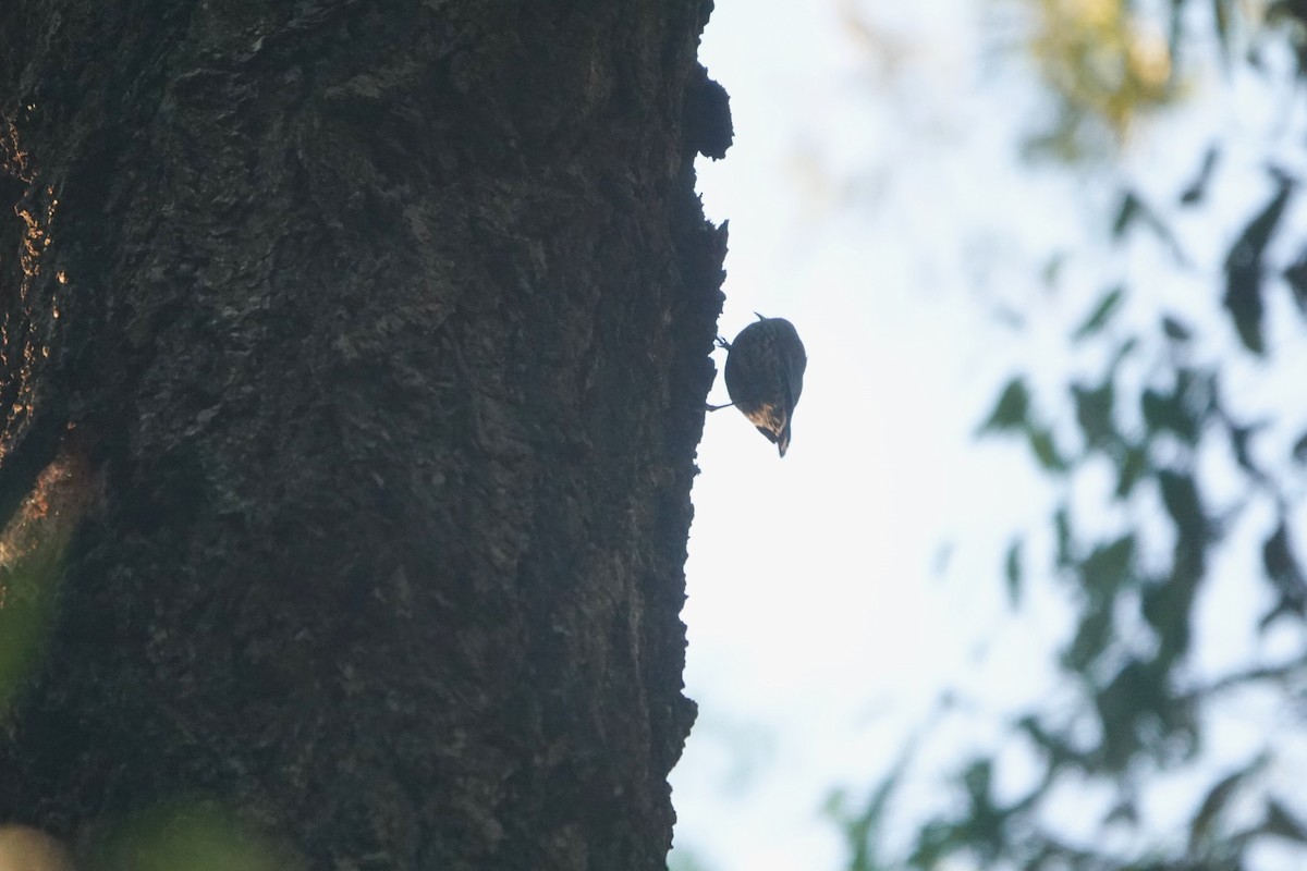 White-throated Treecreeper (White-throated) - Josh Lee