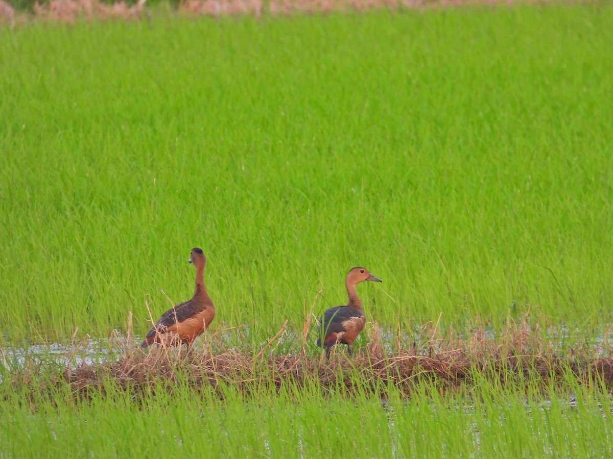 Lesser Whistling-Duck - ML617022701