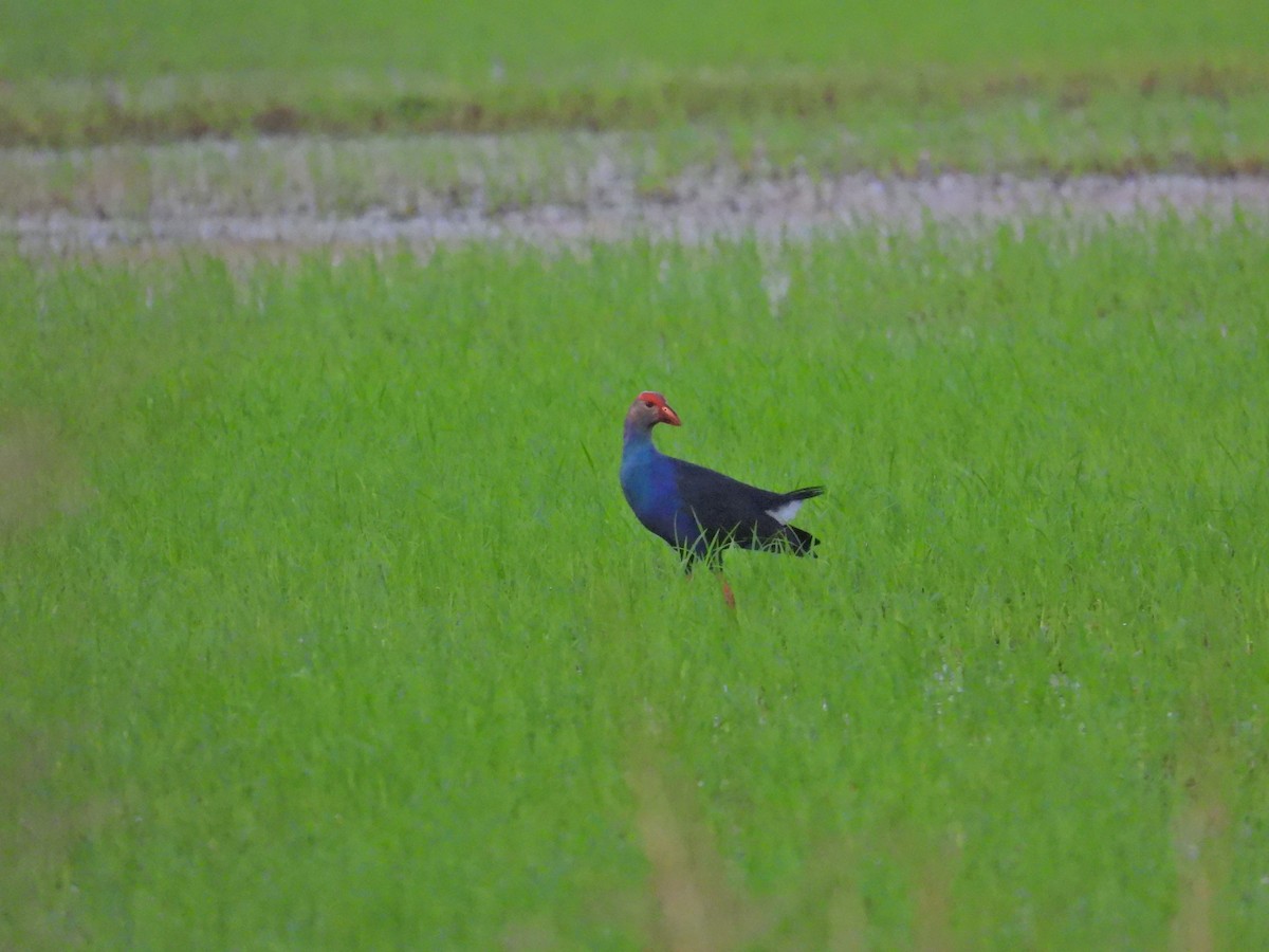 Gray-headed Swamphen - ML617022715