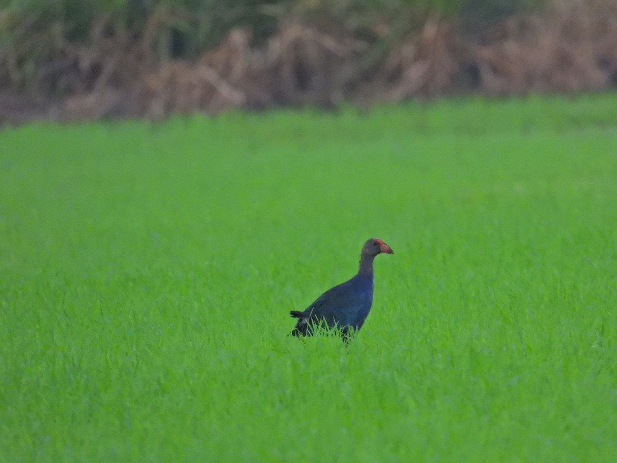 Black-backed x Gray-headed Swamphen (hybrid) - ML617022717