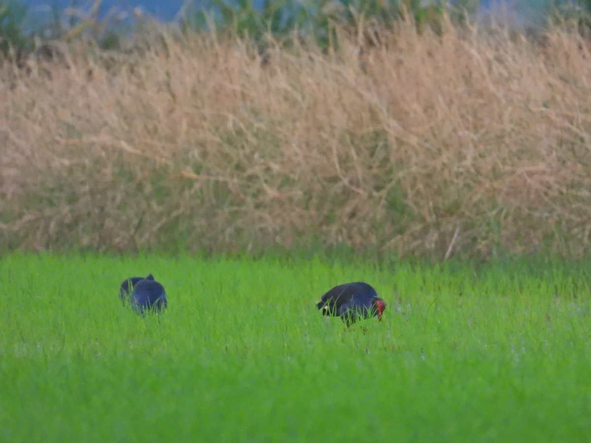 Black-backed x Gray-headed Swamphen (hybrid) - ML617022735