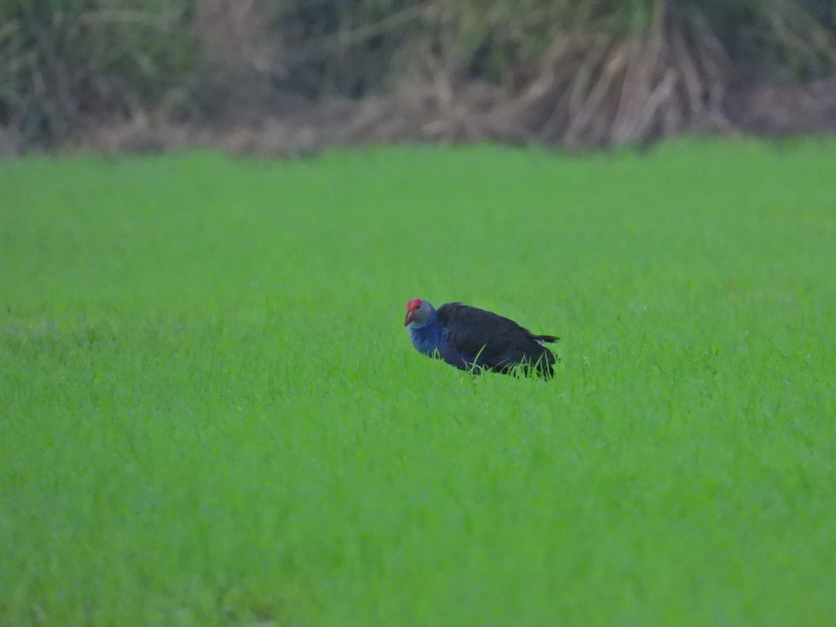 Gray-headed Swamphen - ML617022738