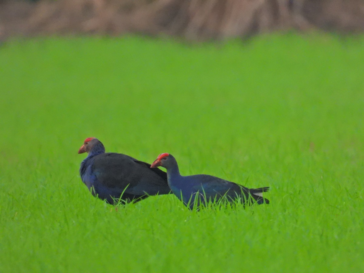 Black-backed x Gray-headed Swamphen (hybrid) - ML617022740