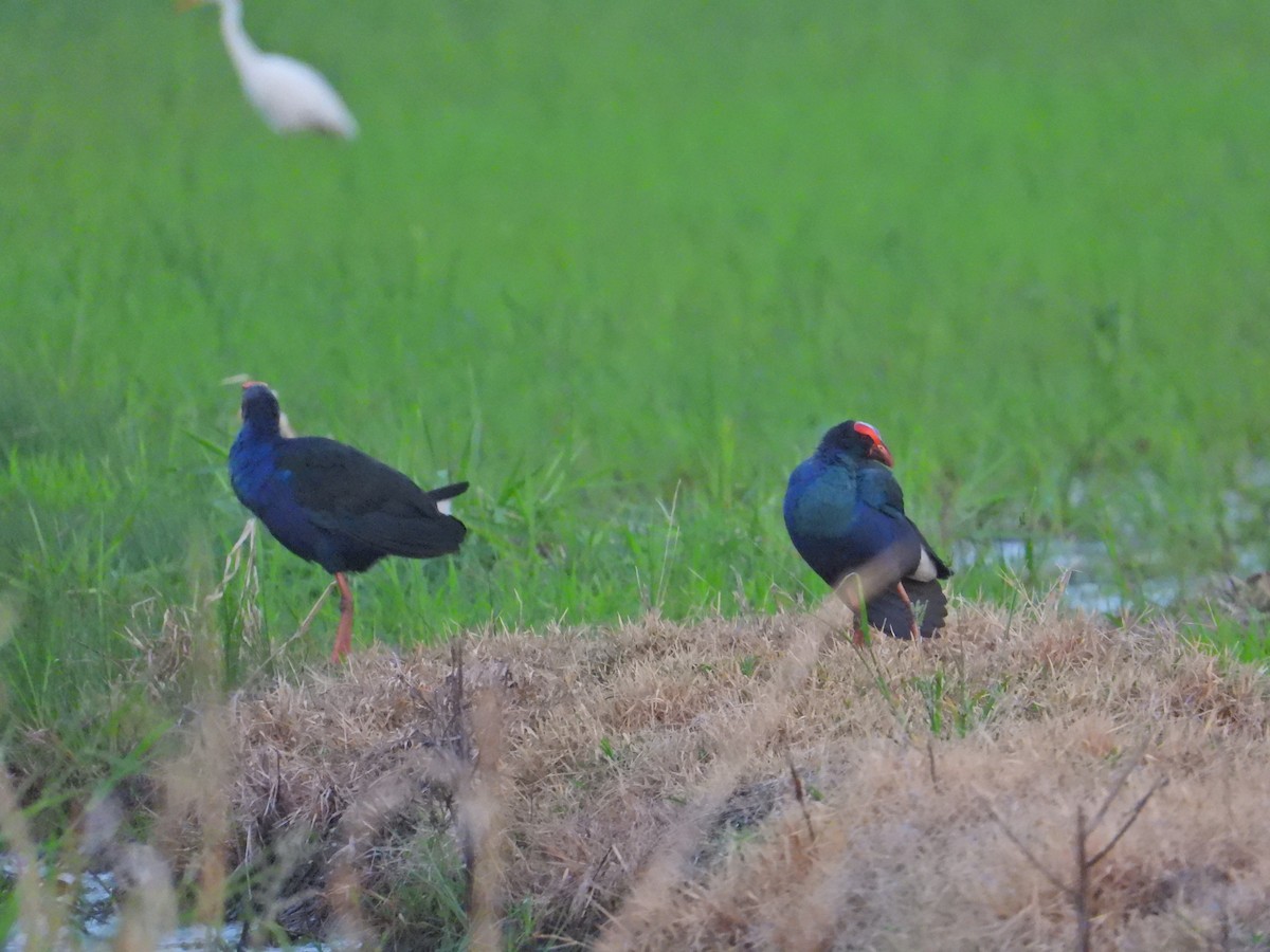 Black-backed x Gray-headed Swamphen (hybrid) - ML617022750