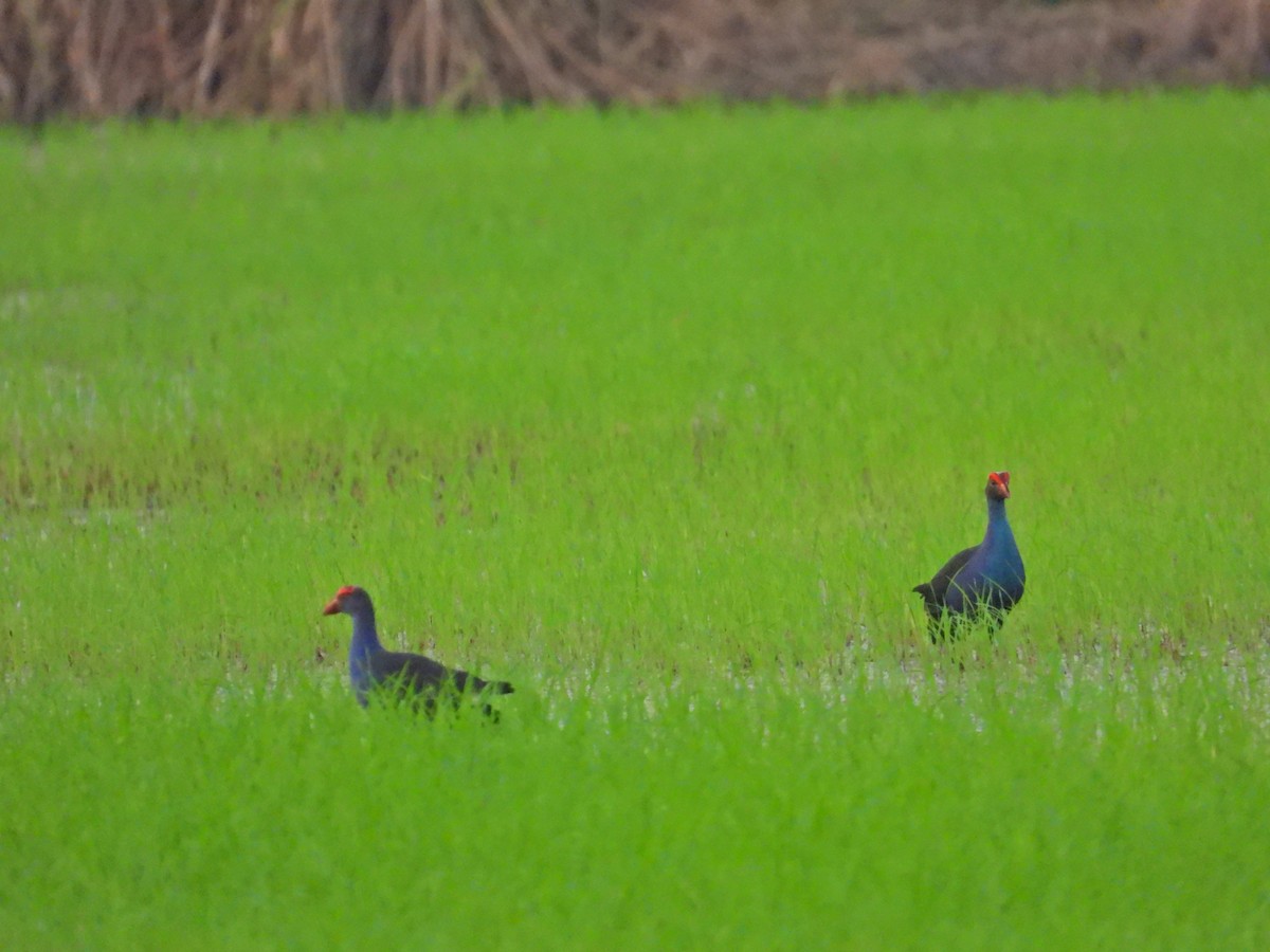 Black-backed x Gray-headed Swamphen (hybrid) - ML617022751