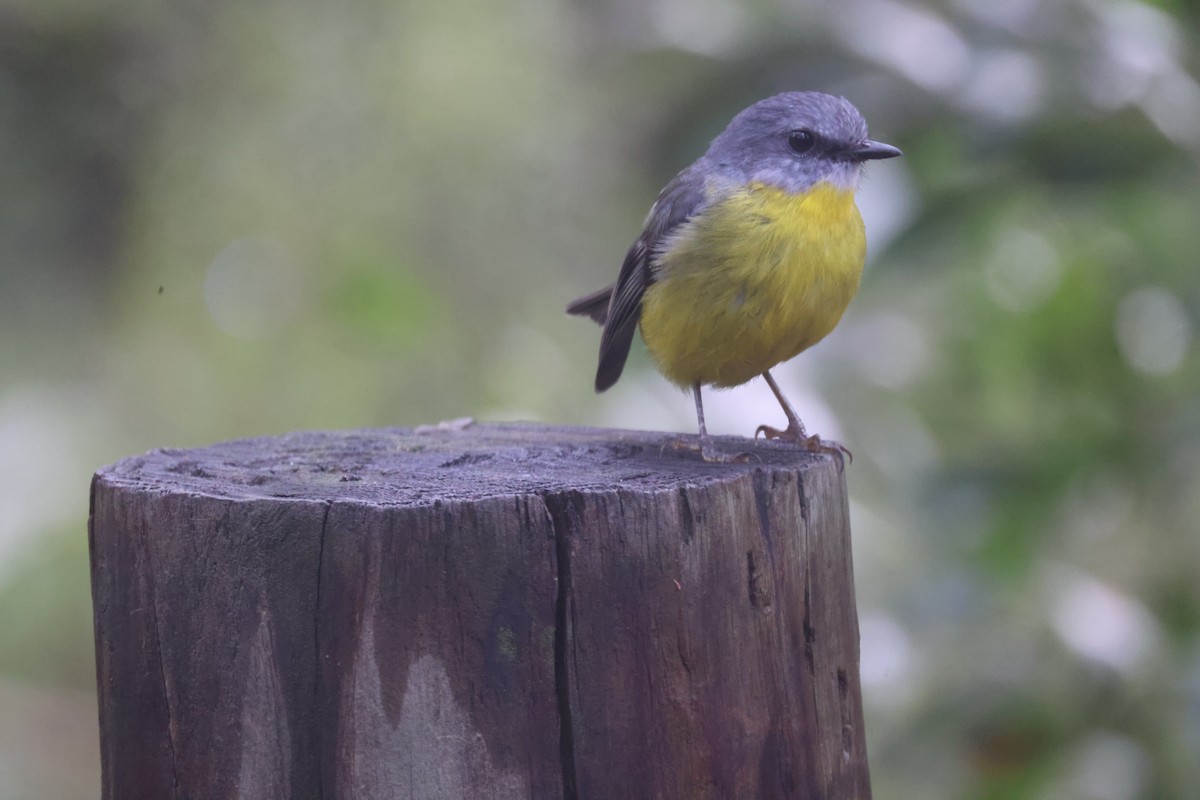 Eastern Yellow Robin - GEOFFREY SHINKFIELD