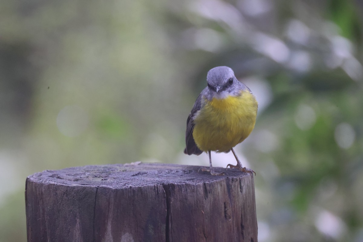 Eastern Yellow Robin - GEOFFREY SHINKFIELD