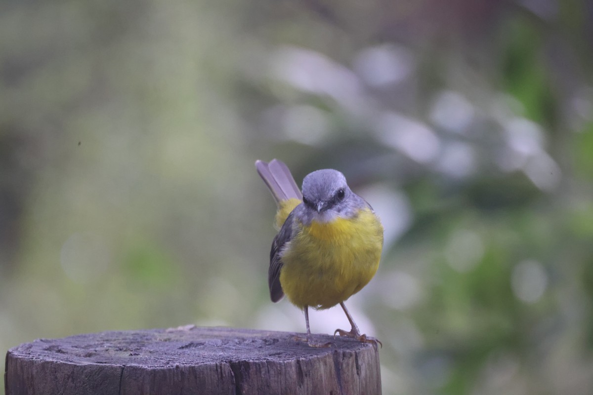 Eastern Yellow Robin - GEOFFREY SHINKFIELD