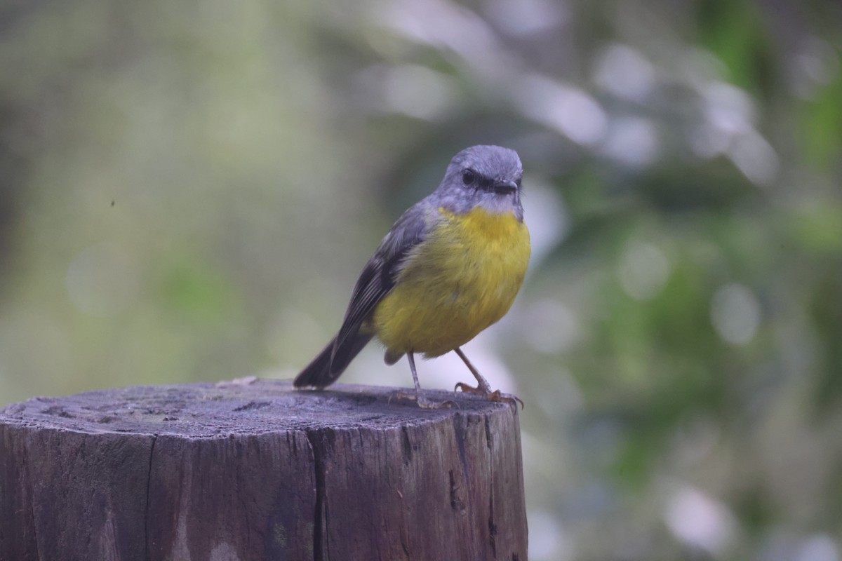 Eastern Yellow Robin - GEOFFREY SHINKFIELD