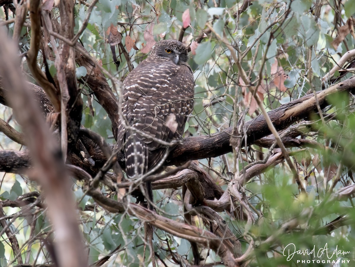 Powerful Owl - ML617022788