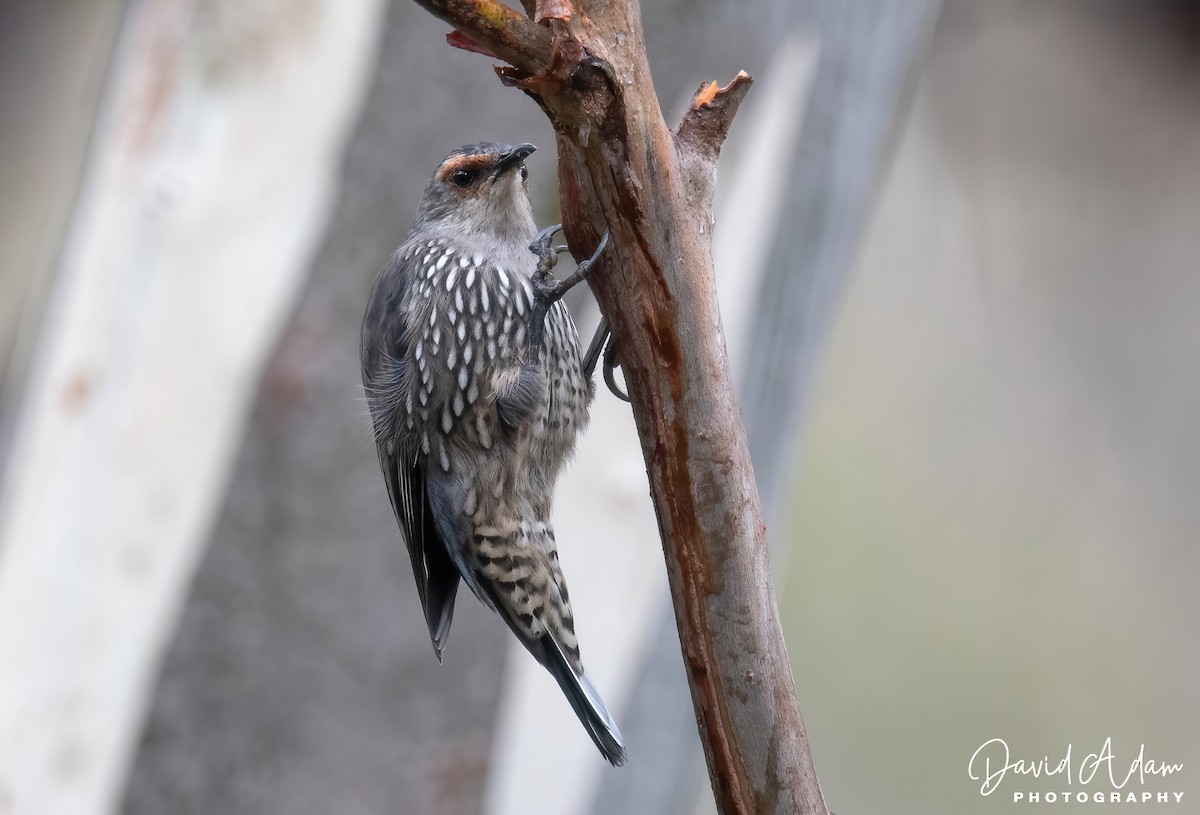 Red-browed Treecreeper - ML617022793