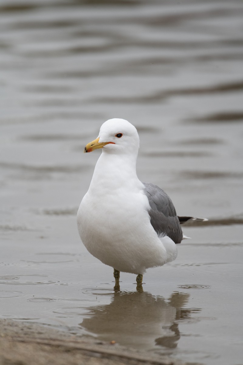 California Gull - ML617022820