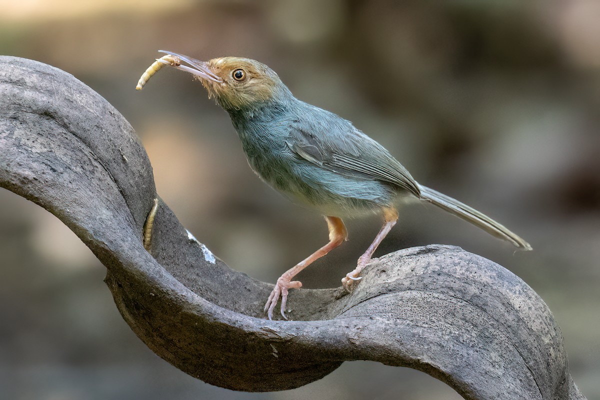 Olive-backed Tailorbird - ML617022823