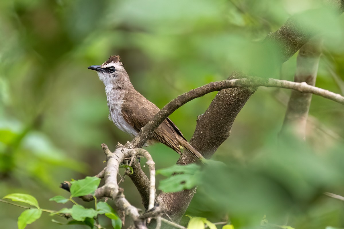 Yellow-vented Bulbul - ML617022828