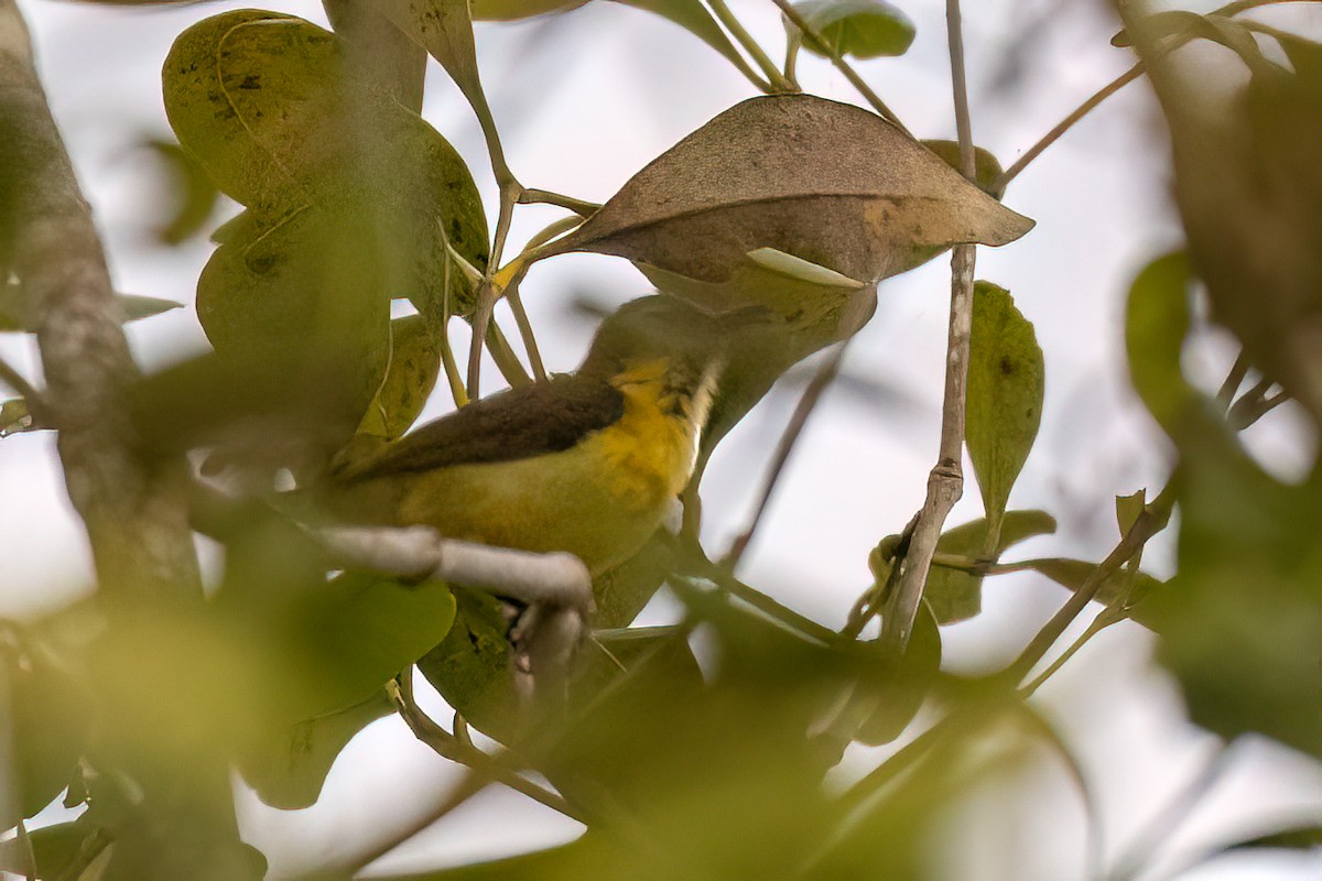 Ornate Sunbird (Ornate) - ML617022832