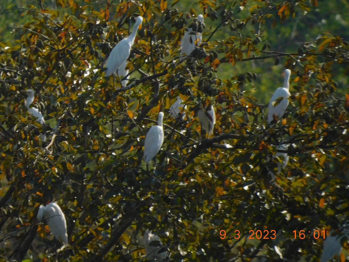 Eastern Cattle Egret - ML617022862