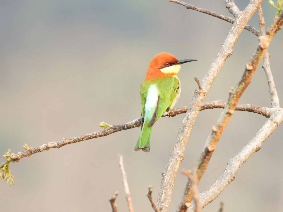 Chestnut-headed Bee-eater - ML617022872